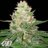 GYO by DNA Genetics RockLock