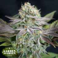 Garden of Green Seeds Blue Dream AUTO