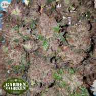 Garden of Green Seeds Phantom Cookies Domina