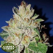 Garden of Green Seeds Violet Kush