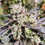 Geist Grow Genetics Ghost Candy