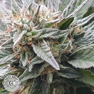 Geist Grow Genetics Sour Yellow Mintz