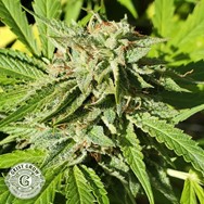 Geist Grow Genetics Sour Mints