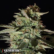 Genehtik Seeds Medizinal CBD