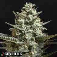 Genehtik Seeds Sweet Bilbo