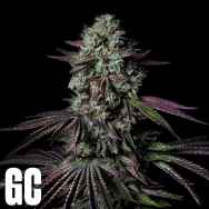 Grand Cru Genetics Blanc Fume