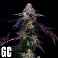 Grand Cru Genetics Candy Keit Auto