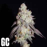 Grand Cru Genetics Frenchys Lass