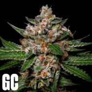 Grand Cru Genetics Honeycomb