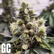 Grand Cru Genetics Kosher Kush S1