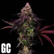 Grand Cru Genetics Papaya Melts Auto