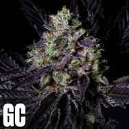 Grand Cru Genetics Rainbow Apples