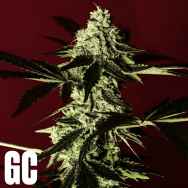 Grand Cru Genetics Red Prince