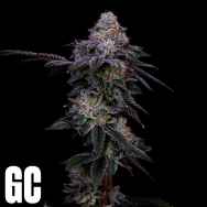 Grand Cru Genetics Sweet Belts Auto