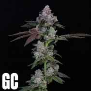 Grand Cru Genetics Sweets XL Auto