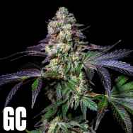 Grand Cru Genetics Tatin