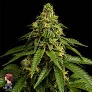 Grateful Seeds Blue Nap