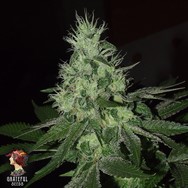 Grateful Seeds Limited Edition Frosted Madness