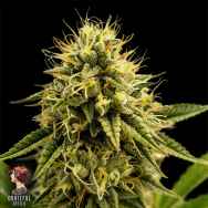 Grateful Seeds Kinky Pam