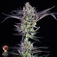 Grateful Seeds Limited Edition MendoMint