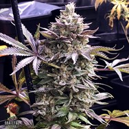 Grateful Seeds Pineapple R2 AKA Pineapple Madness R2