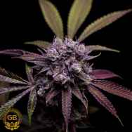 Green Bodhi Seeds 78 Tenzin #4