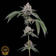 Green Bodhi Seeds Chemhead #78