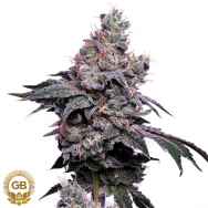 Green Bodhi Seeds Golden Haze