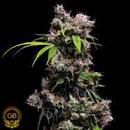 Green Bodhi Seeds Golden Pineapple S1