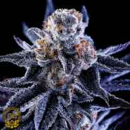 Green Bodhi Seeds Hazy Girl