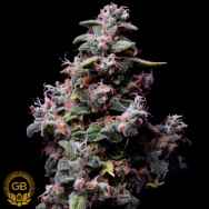 Green Bodhi Seeds Hazy Kush S1