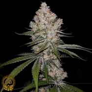 Green Bodhi Seeds Hazy Voyage