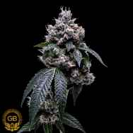 Green Bodhi Seeds Kosher Chem 78