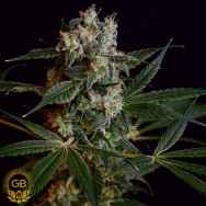 Green Bodhi Seeds Loatian OG