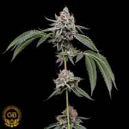 Green Bodhi Seeds OGCD BX