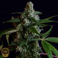 Green Bodhi Seeds OGLA78 BX