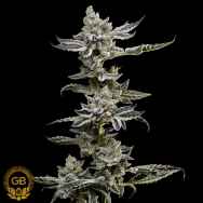 Green Bodhi Seeds Platinum Affie 78