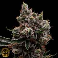 Green Bodhi Seeds Skywalker 78