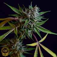 Green Bodhi Seeds Sour Affie