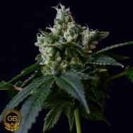 Green Bodhi Seeds Sour Chem 78