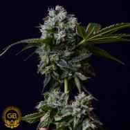 Green Bodhi Seeds Tenzin Chem 78