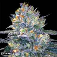 Greenbud Seeds Black Gelato Early Version (Limited Edition)
