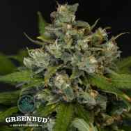 Greenbud Seeds Black Gold