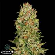 Greenbud Seeds Black Jilly Bean (Limited Edition)