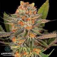 Greenbud Seeds Blue Hulk (Limited Edition)