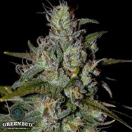 Greenbud Seeds Blueberry 99 Early Version