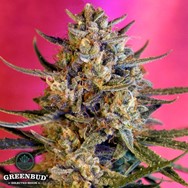 Greenbud Seeds C99 AUTO