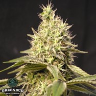 Greenbud Seeds C99 Early Version