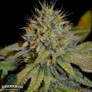 Greenbud Seeds Candy Ritual (Limited Edition)