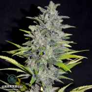 Greenbud Seeds Choco Candy Early Version (Limited Edition)